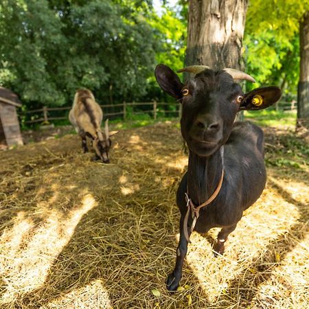 Agriturismo Colle Dei Pivi Ponti sul Mincio Kültér fotó