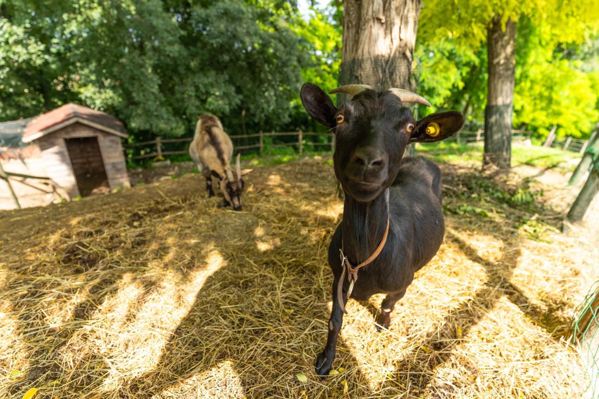 Agriturismo Colle Dei Pivi Ponti sul Mincio Kültér fotó