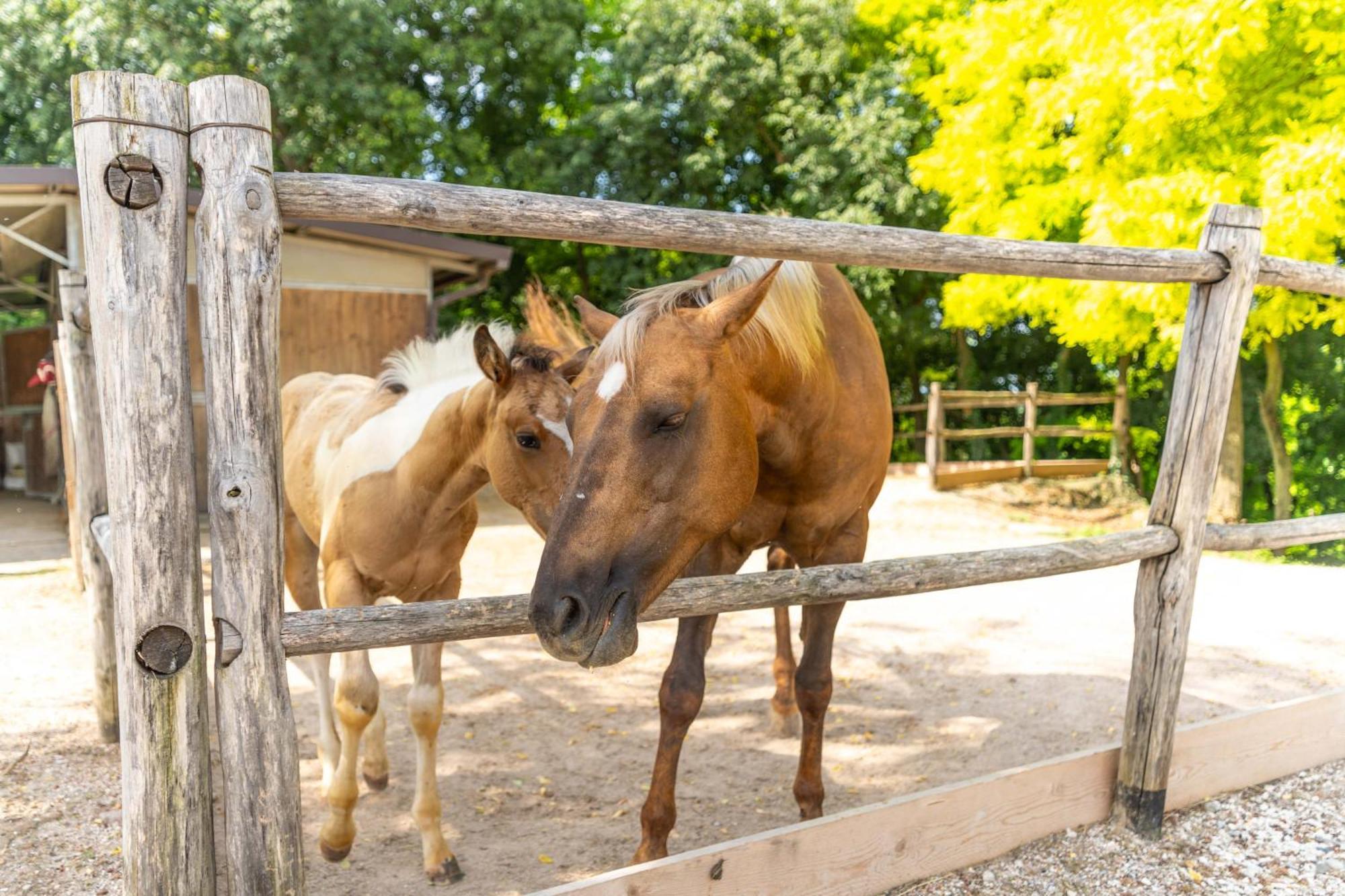 Agriturismo Colle Dei Pivi Ponti sul Mincio Kültér fotó